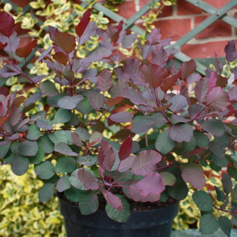 Arbre à perruque Dusky Maiden, Cotinus