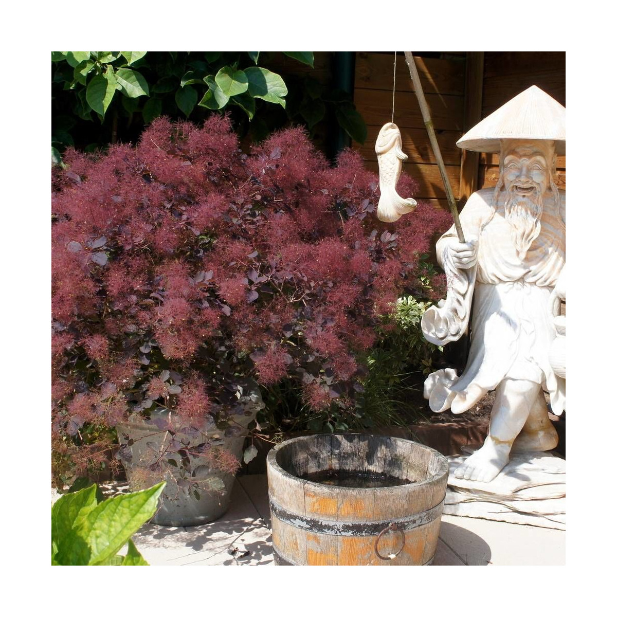 Cotinus coggyggygria Dusky Maiden Londus en pot pour terrasse Cotinus coggyggygria Dusky Maiden Londus en pot pour terrasse