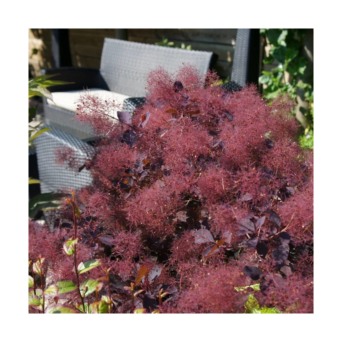 Arbre à perruque Dusky Maiden Londus au feuillage pourpre foncé Arbre à perruque Dusky Maiden Londus au feuillage pourpre foncé