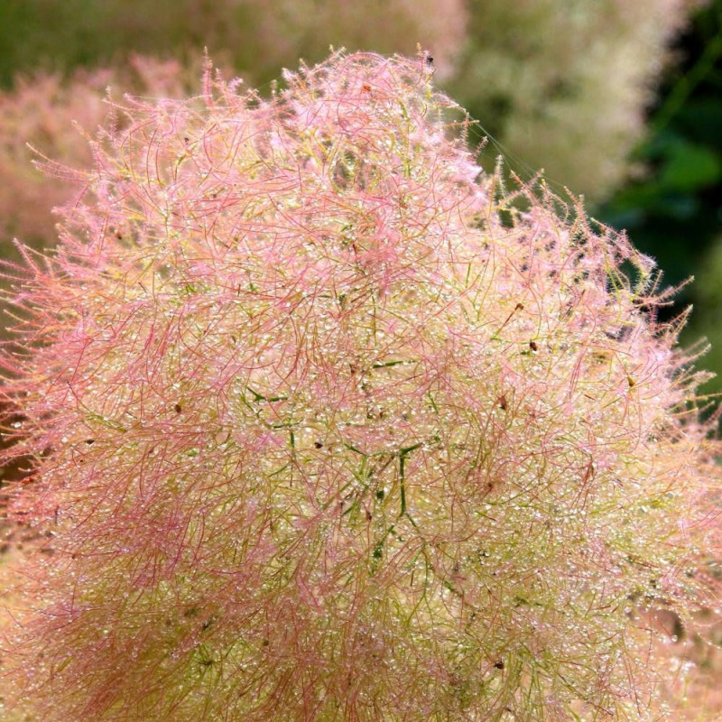 Arbre à perruque Young Lady, Cotinus