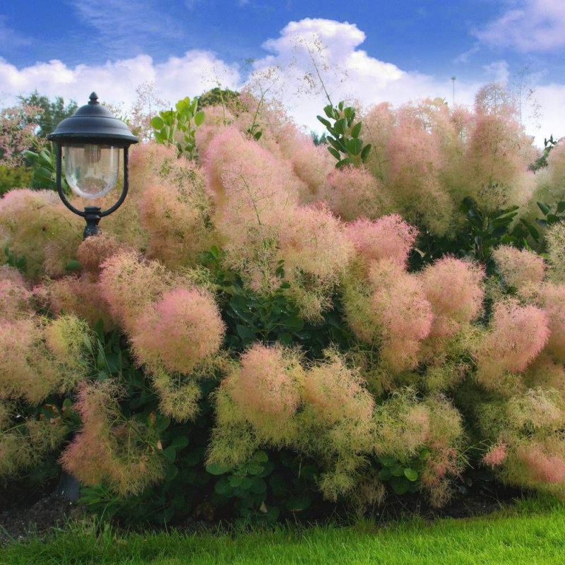 Arbre à perruque Young Lady, Cotinus