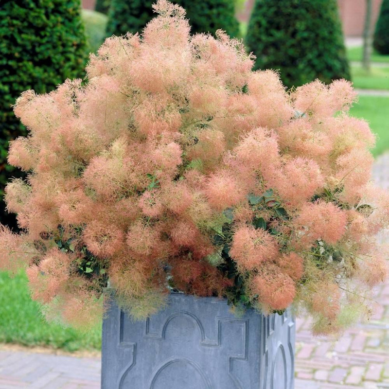 Cotinus Young Lady idéal pour petits espaces et bacs