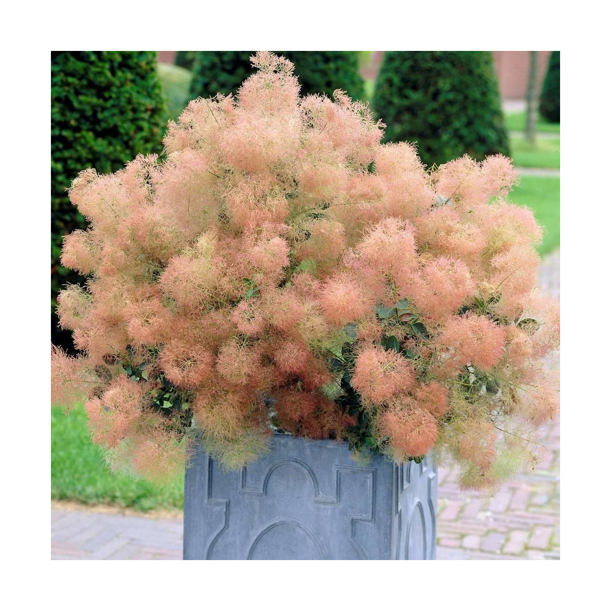 Cotinus Young Lady idéal pour petits espaces et bacs Cotinus Young Lady idéal pour petits espaces et bacs