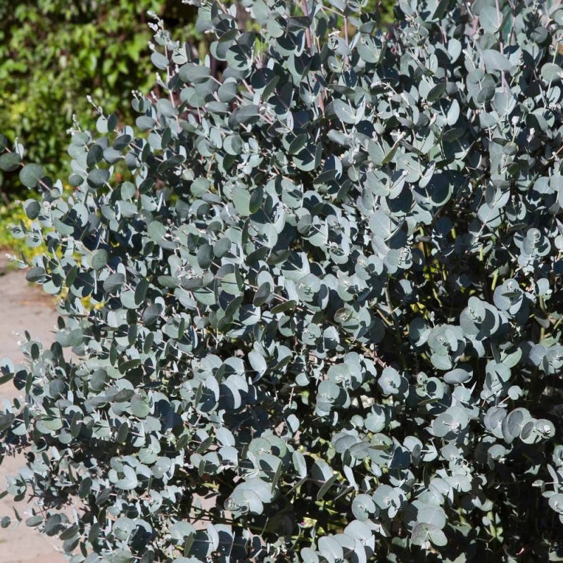 Eucalyptus Azura®, Gommier cidre