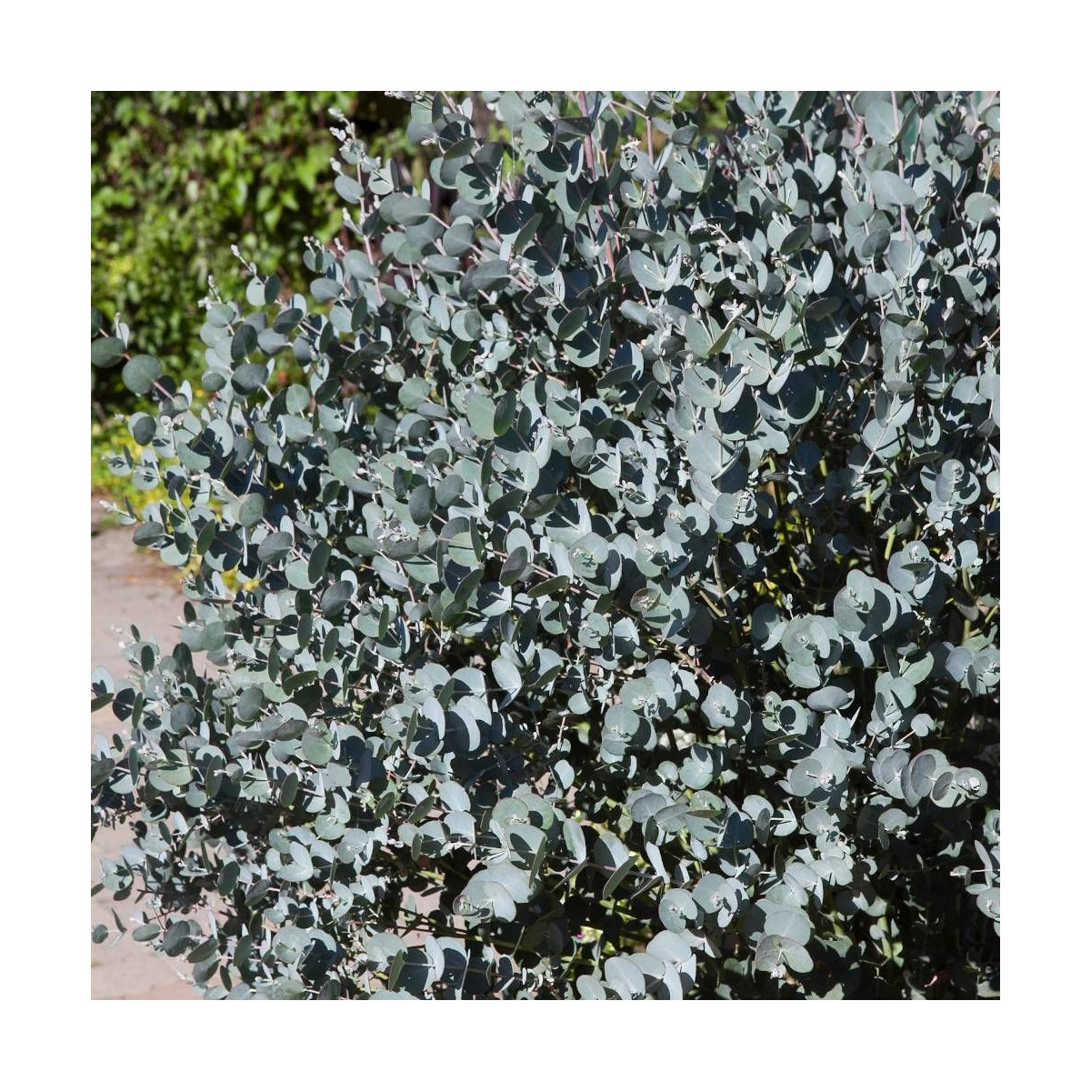 Eucalyptus Azura®, Gommier cidre