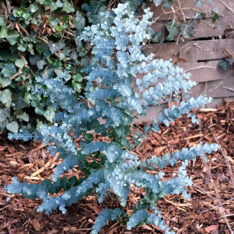 Eucalyptus Azura®, Gommier cidre