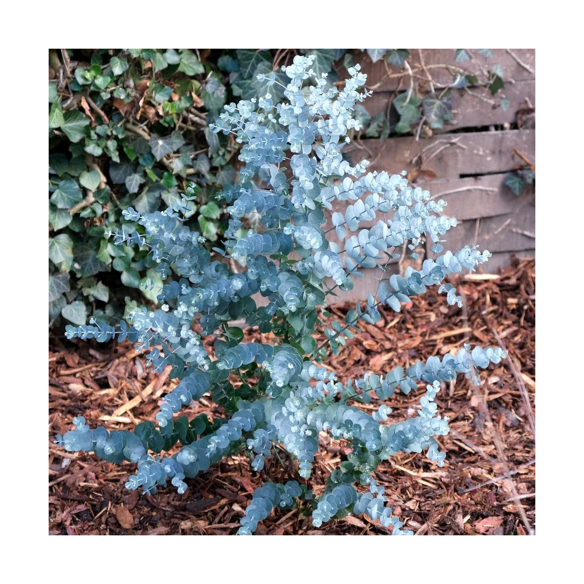 Eucalyptus Azura®, Gommier cidre