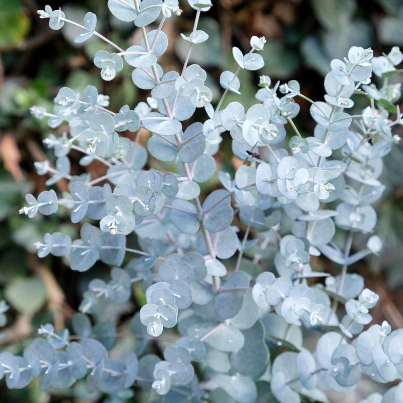 Eucalyptus Azura®, Gommier cidre