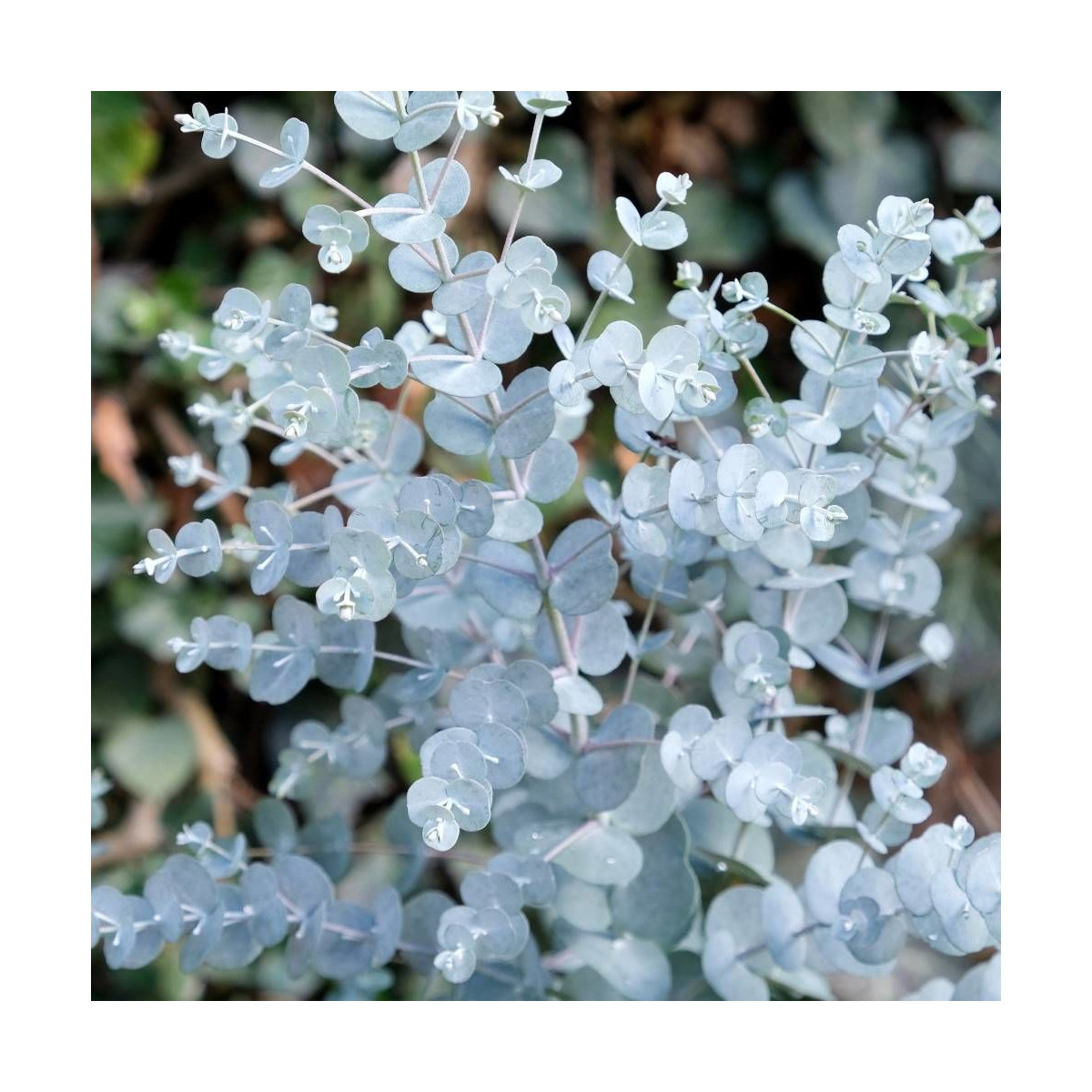 Eucalyptus Azura®, Gommier cidre