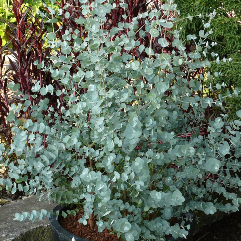 Eucalyptus Azura®, Gommier cidre