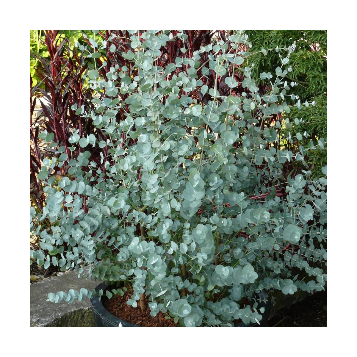 Eucalyptus Azura®, Gommier cidre