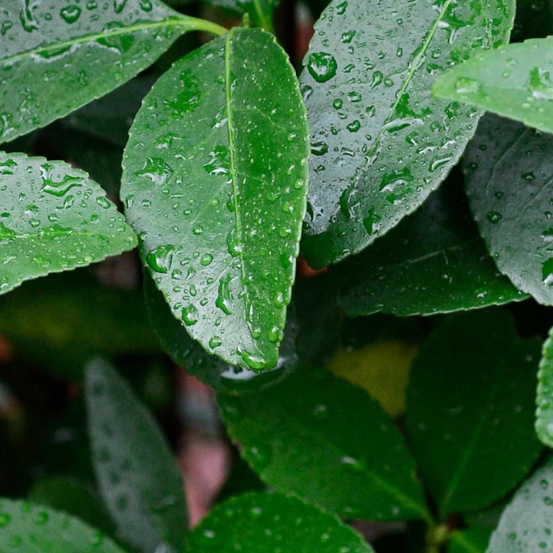 Fusain du Japon Green Millenium®, Euonymus