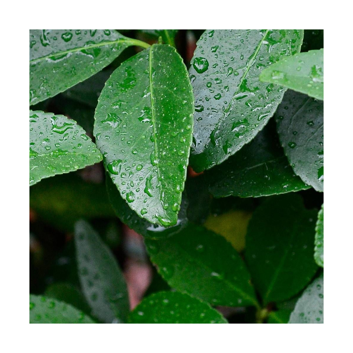 Fusain du Japon Green Millenium®, Euonymus