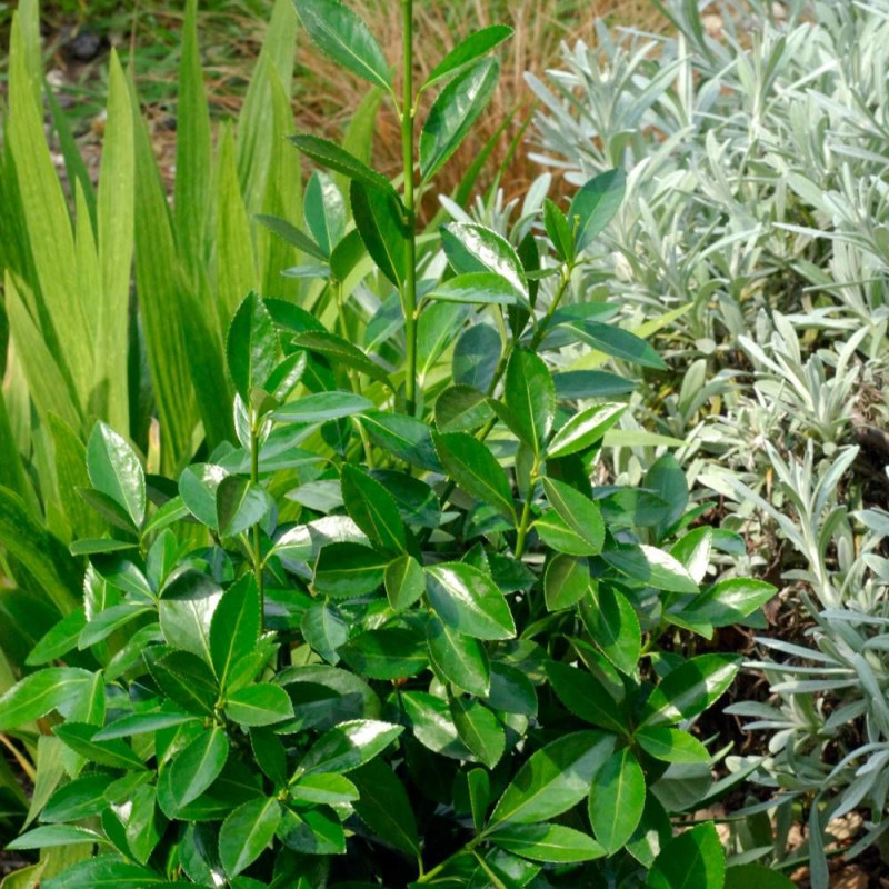 Fusain du Japon Green Millenium®, Euonymus