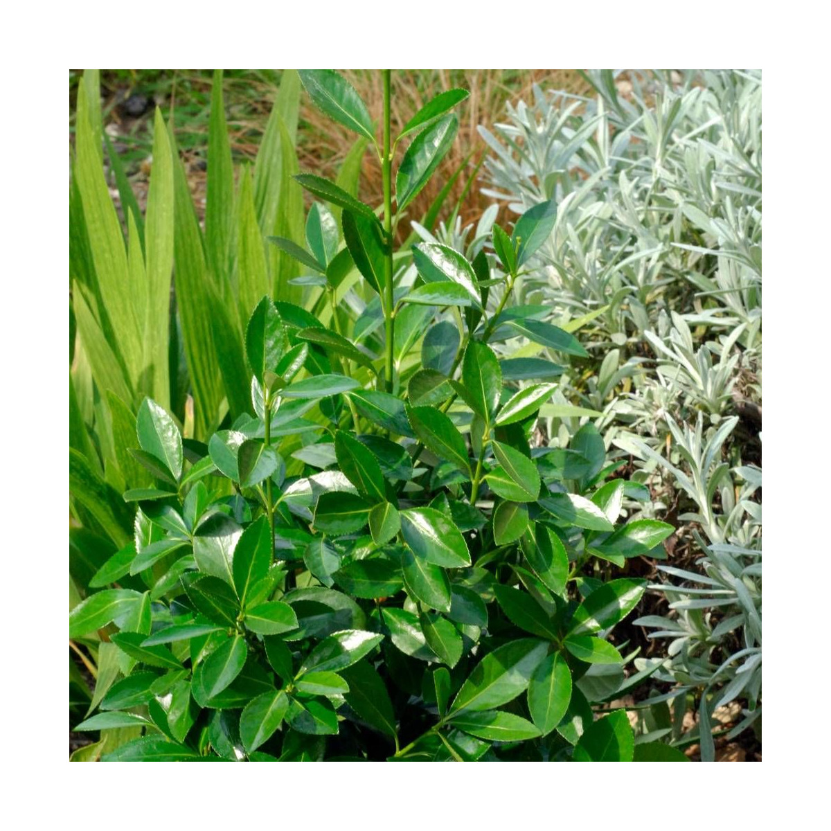 Fusain du Japon Green Millenium®, Euonymus