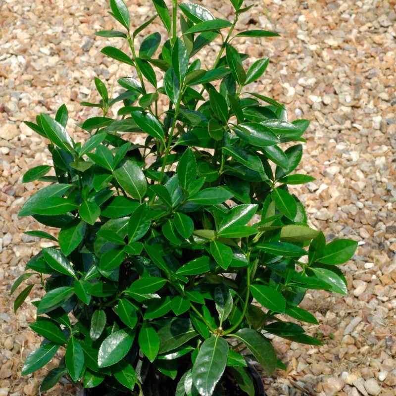 Fusain du Japon Green Millenium®, Euonymus