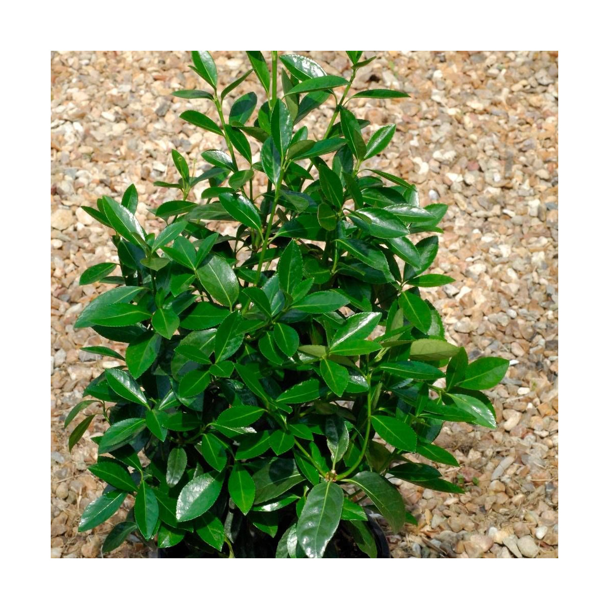 Fusain du Japon Green Millenium®, Euonymus
