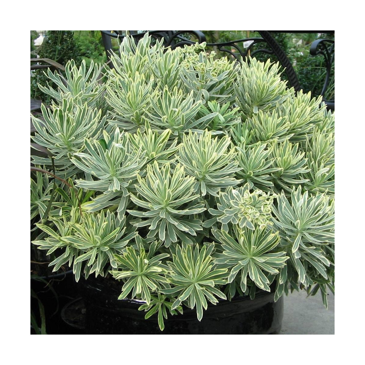 Euphorbe des garrigues characias  Silver Swan
