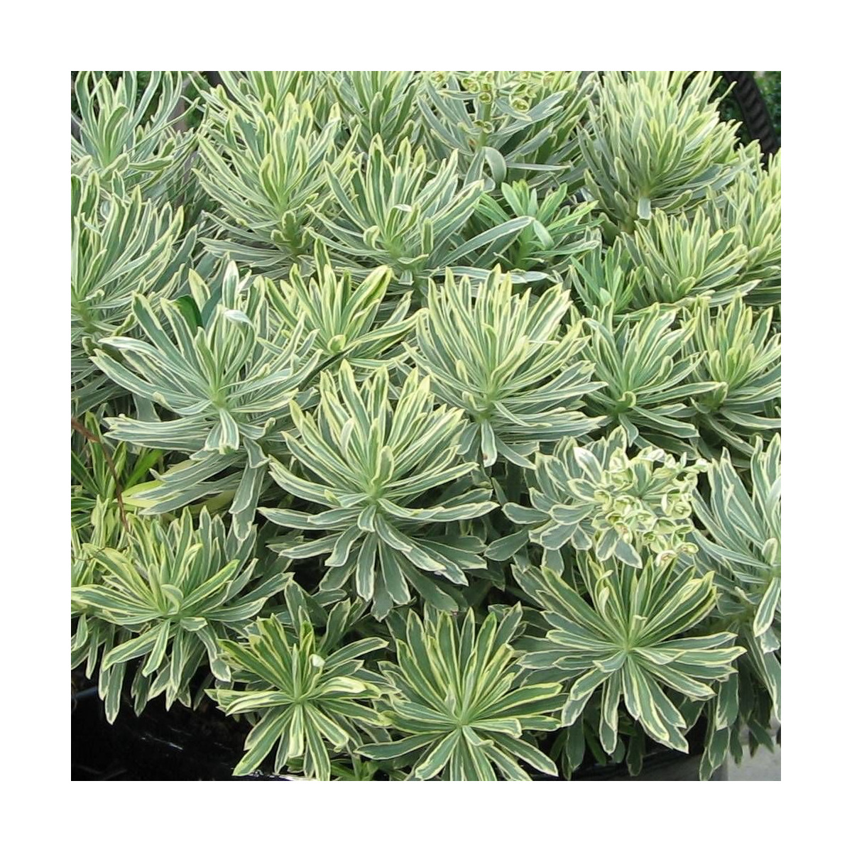 Euphorbe des garrigues characias  Silver Swan
