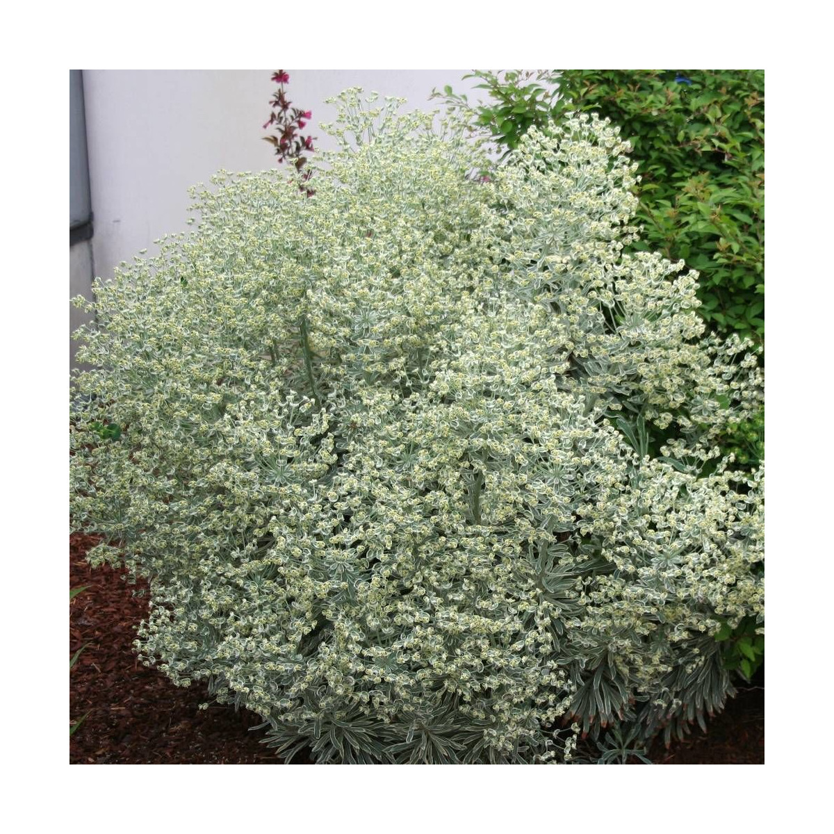 Euphorbe des garrigues characias  Silver Swan
