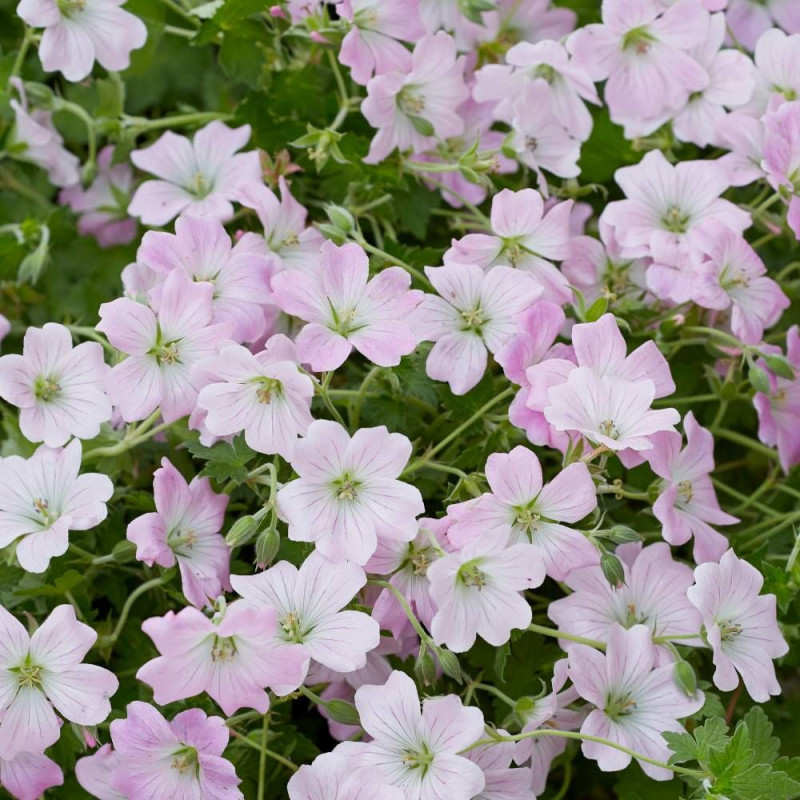 Géranium vivace Dreamland®