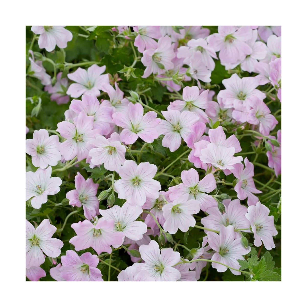 Géranium vivace Dreamland®