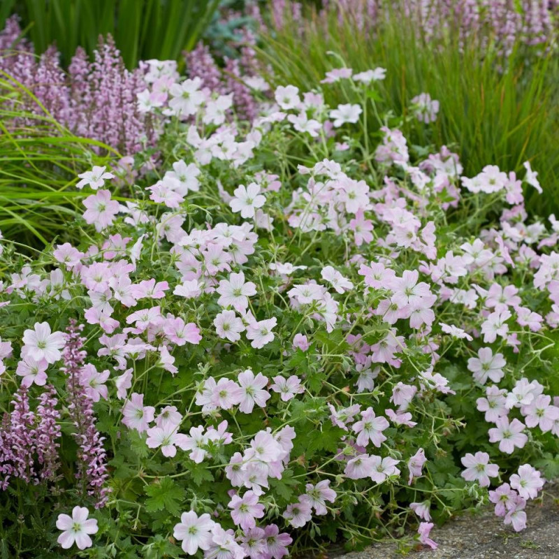 Géranium vivace Dreamland®