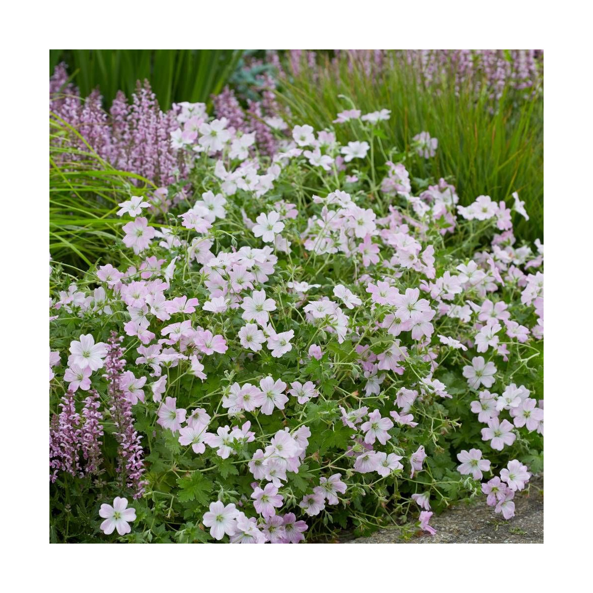 Géranium vivace Dreamland®