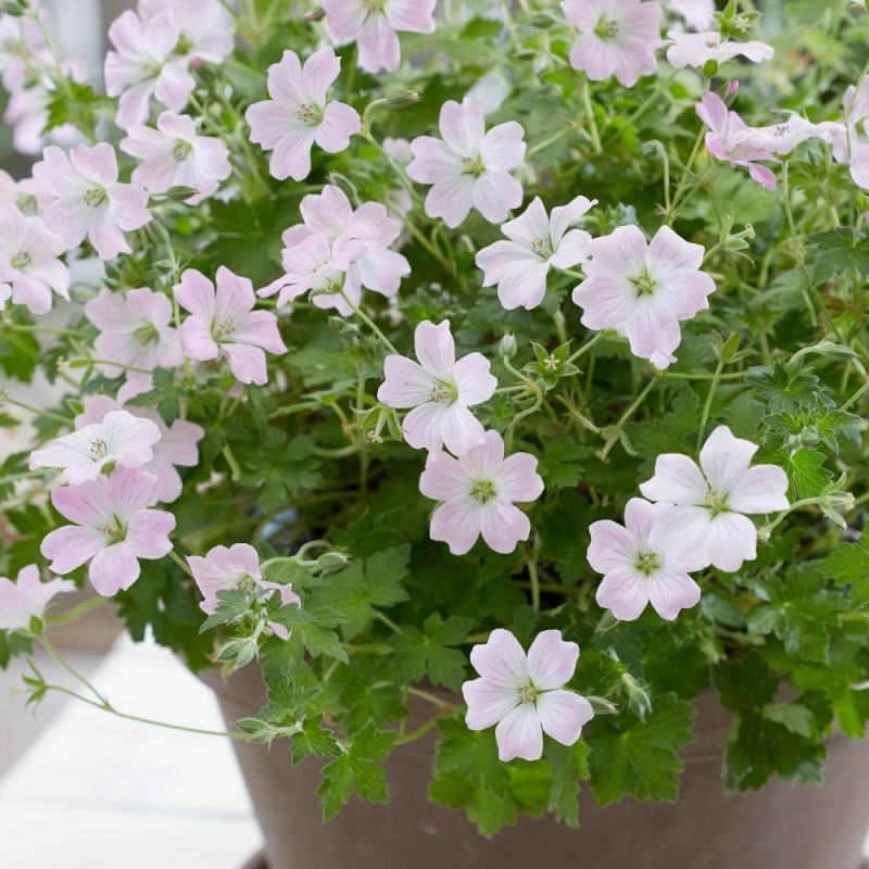 Géranium vivace Dreamland®