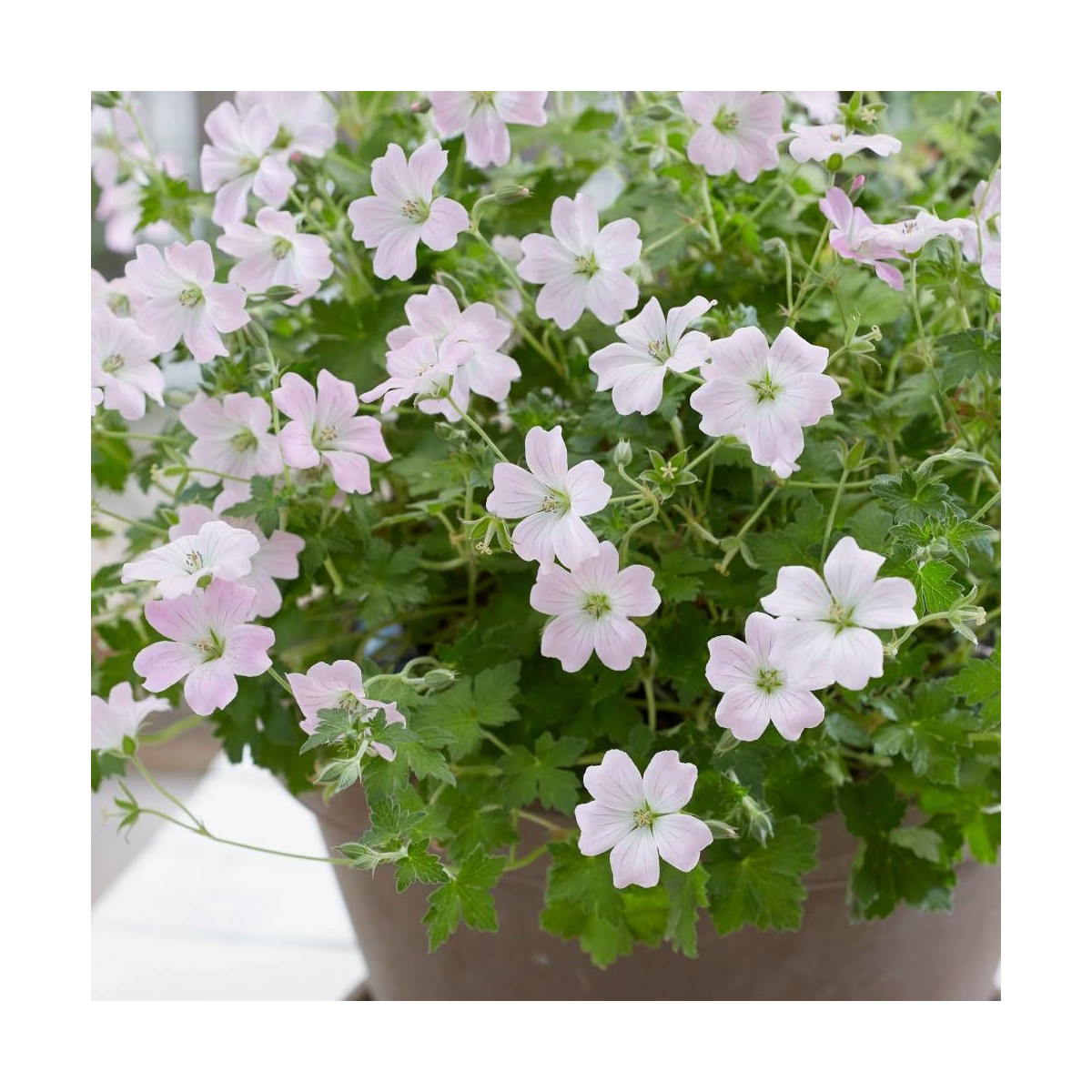 Géranium vivace Dreamland®