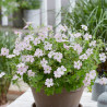 Géranium vivace Dreamland®