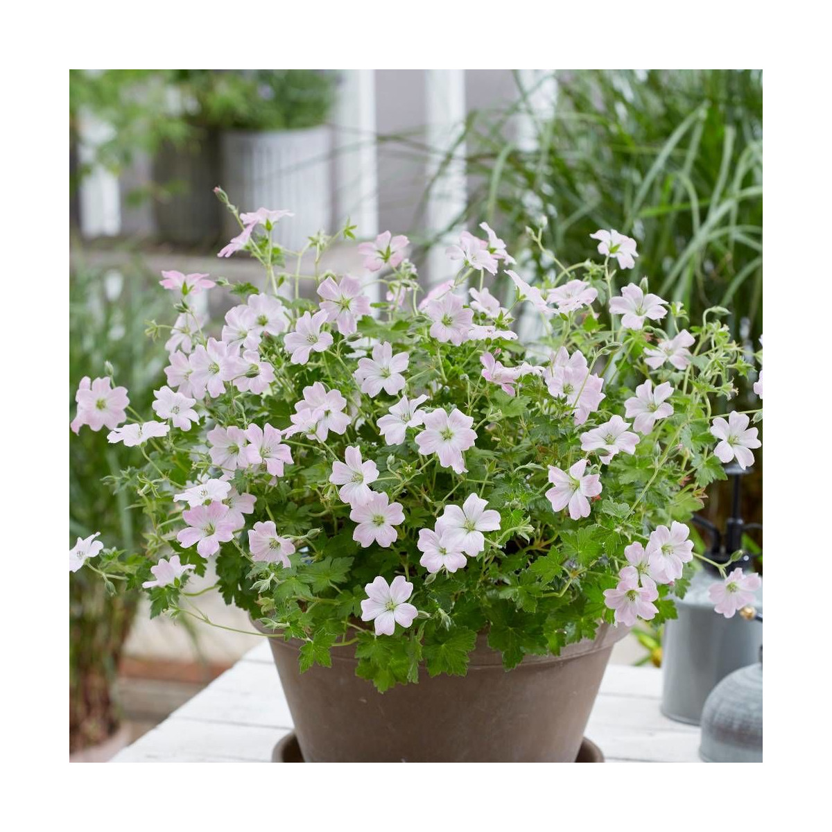 Géranium vivace Dreamland®