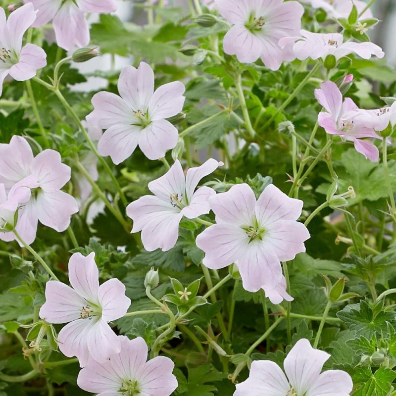 Géranium vivace Dreamland®