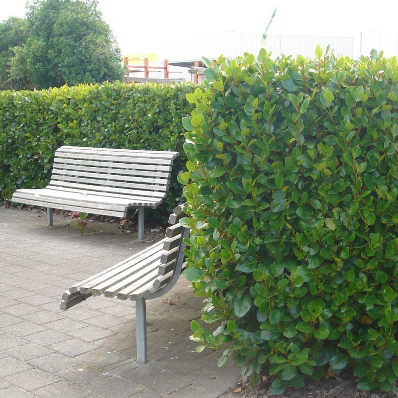 Griseline Green Horizon® 'Whenuapai', Griselinia