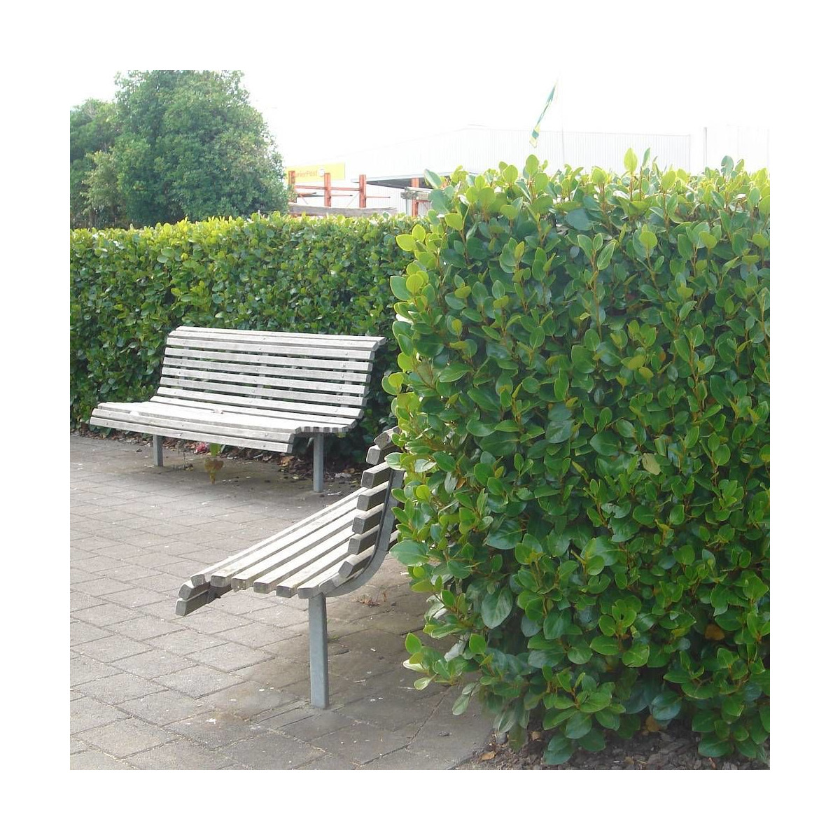 Griseline littoralis Green Horizon® 'Whenuapai'