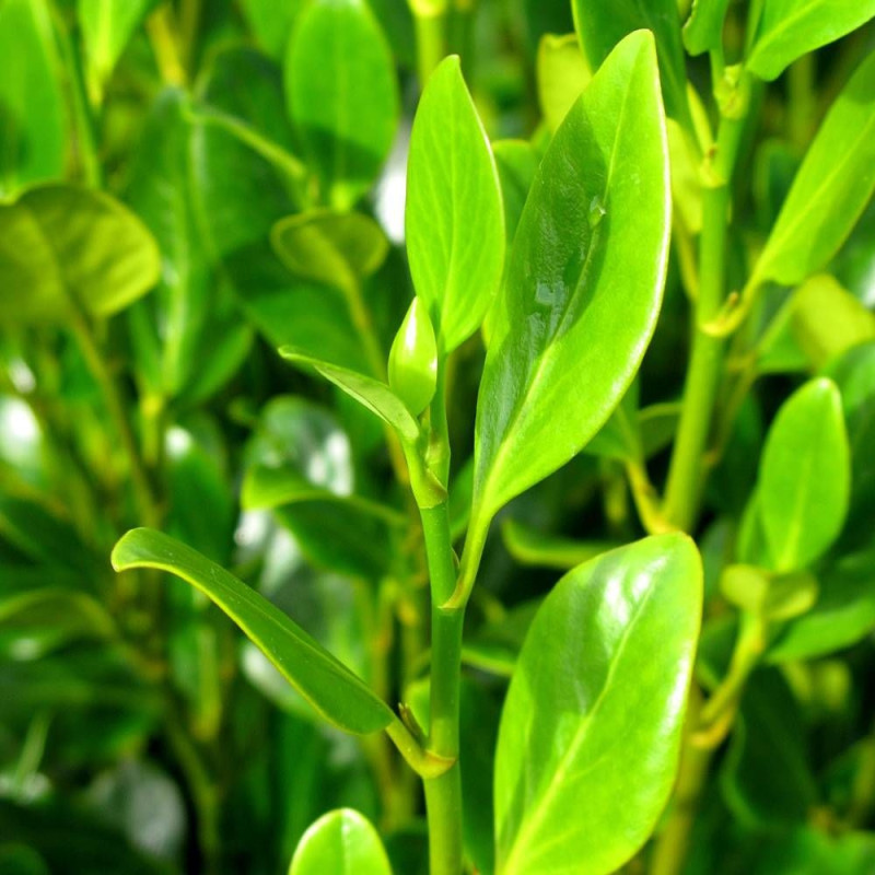 Griseline Green Horizon® 'Whenuapai', Griselinia