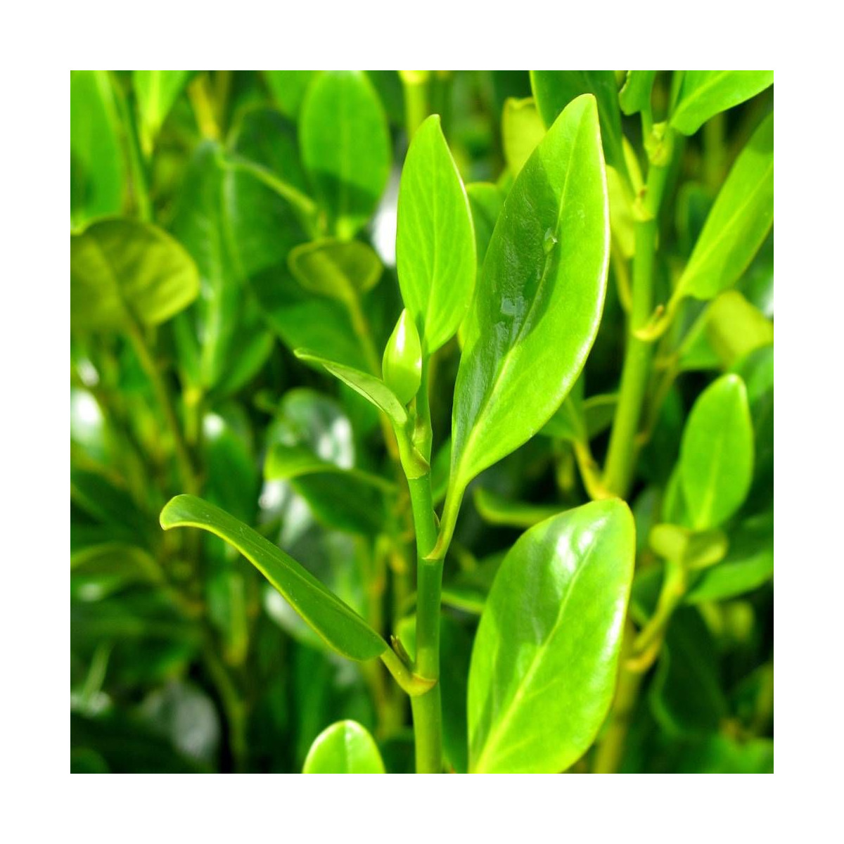 Griseline littoralis Green Horizon® 'Whenuapai'