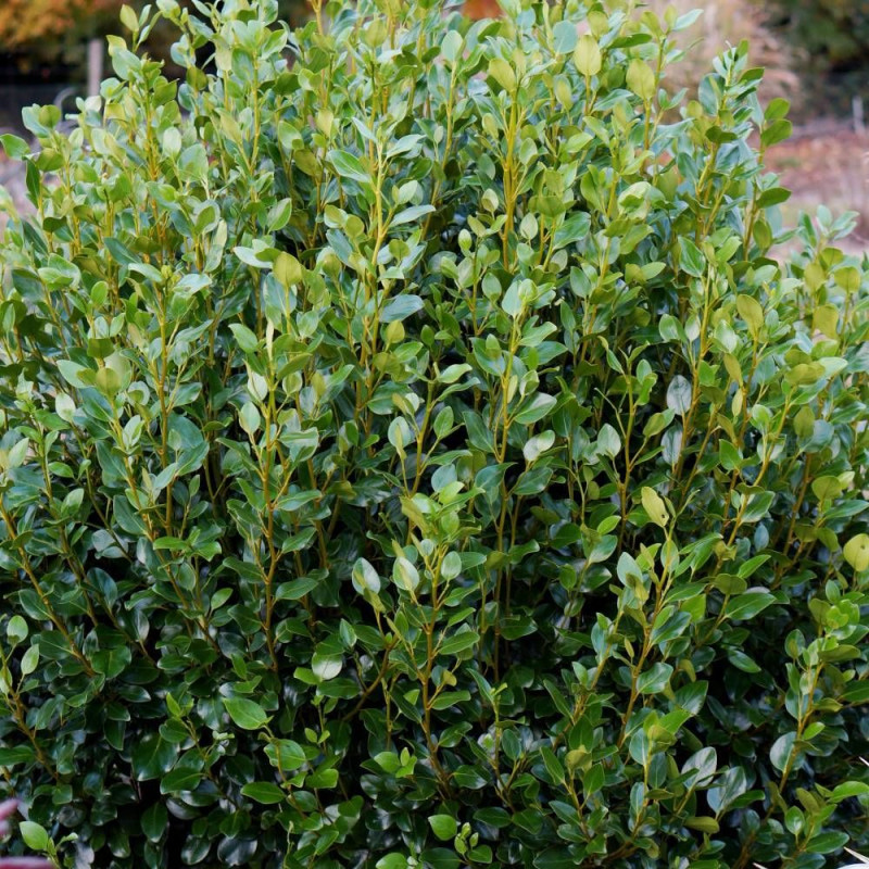 Griseline Green Horizon® 'Whenuapai', Griselinia