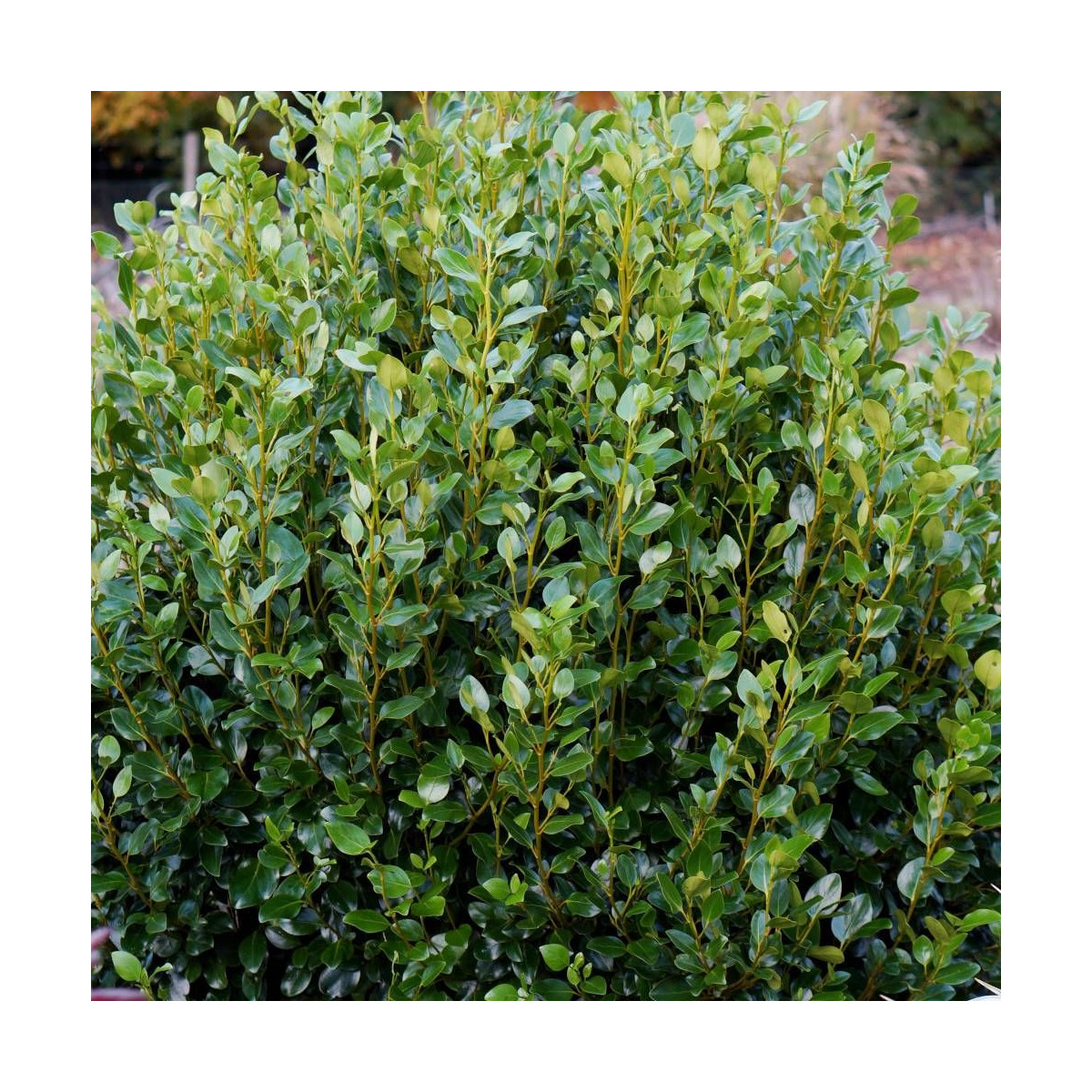 Griseline littoralis Green Horizon® 'Whenuapai'