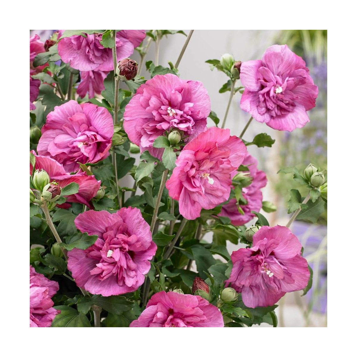 送料無料 La floraison des philosophes syriaques - Pratique