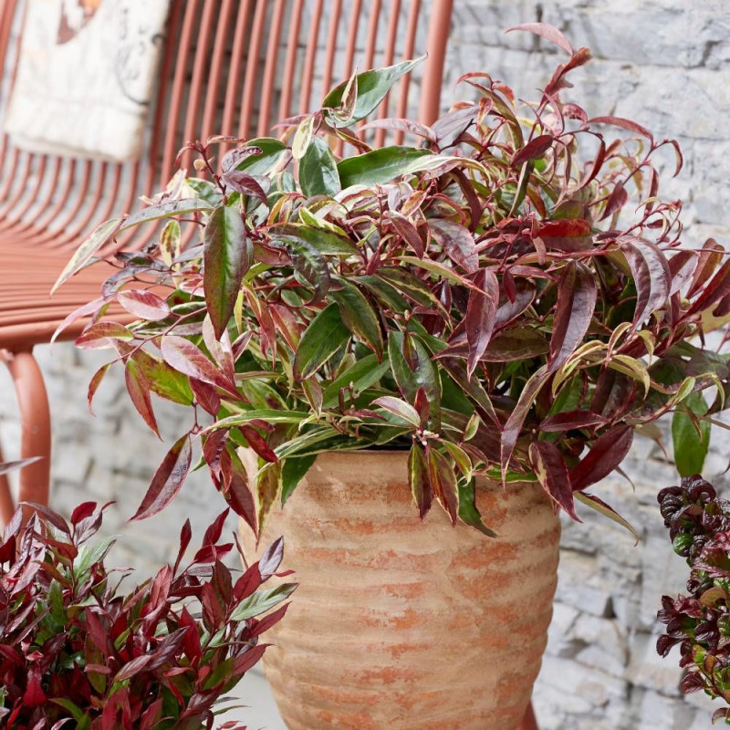 Leucothoe White Wather®, Fleur de perle