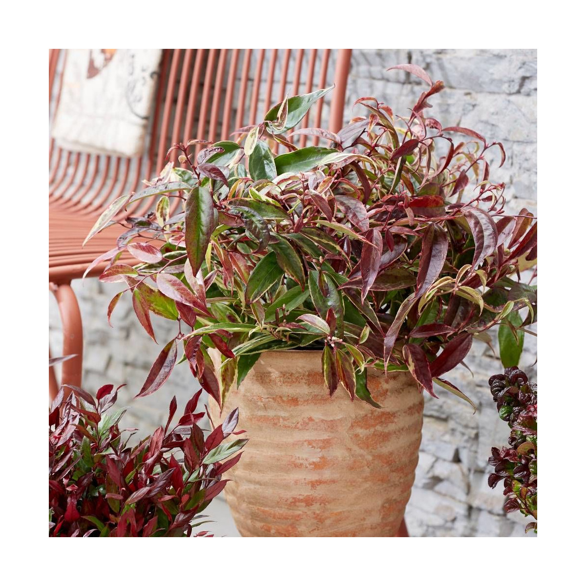 Leucothoe White Wather®, Fleur de perle