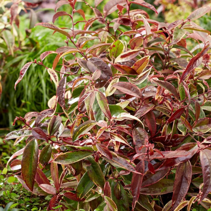 Leucothoe White Wather®, Fleur de perle