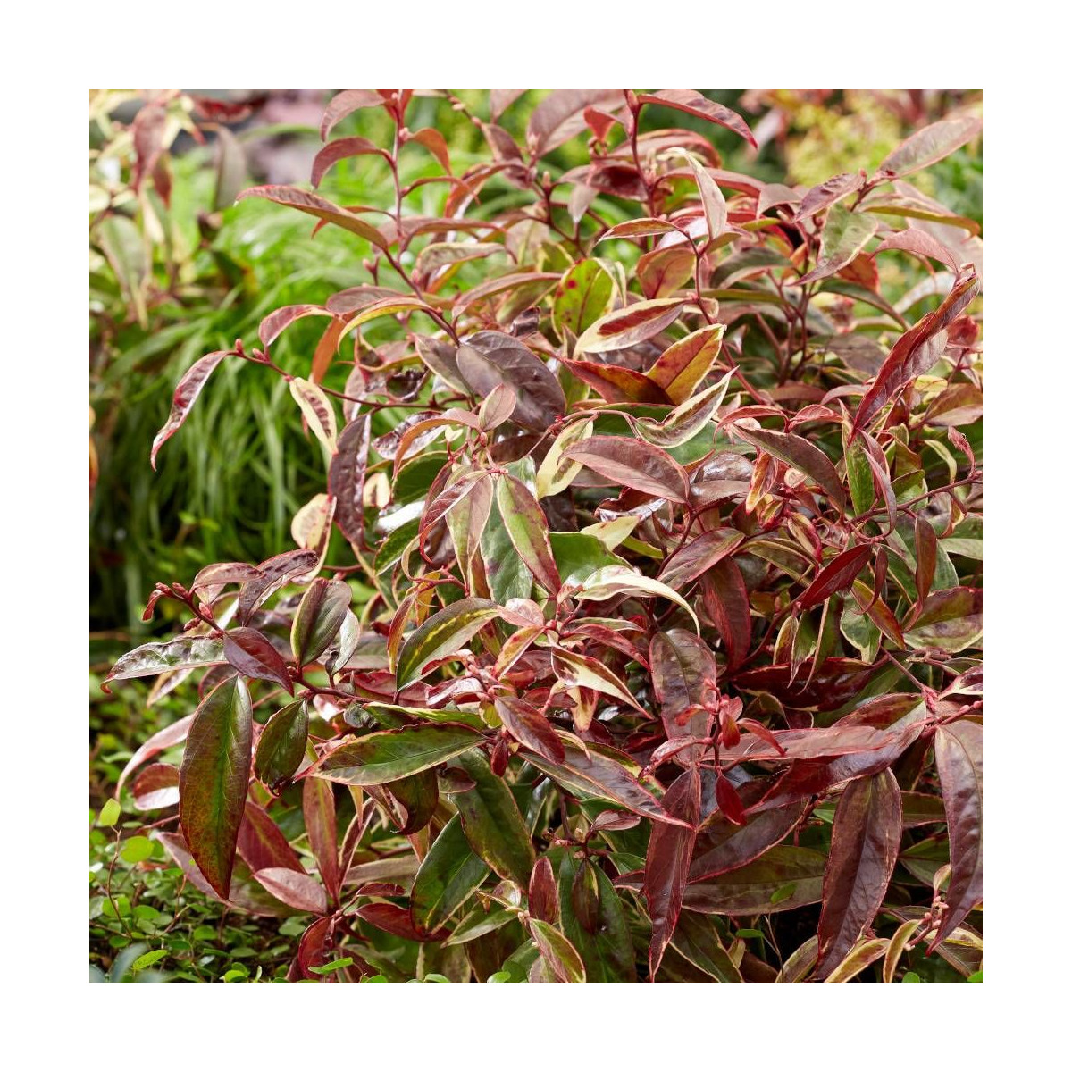 Leucothoe White Wather®, Fleur de perle