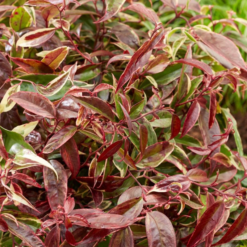 Leucothoe White Wather®, Fleur de perle