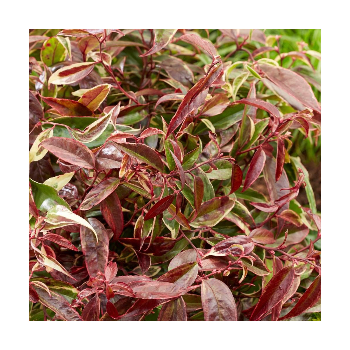 Leucothoe White Wather®, Fleur de perle