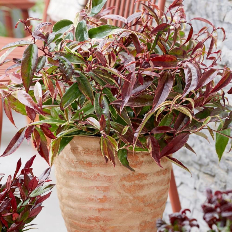 Leucothoe White Wather®, Fleur de perle