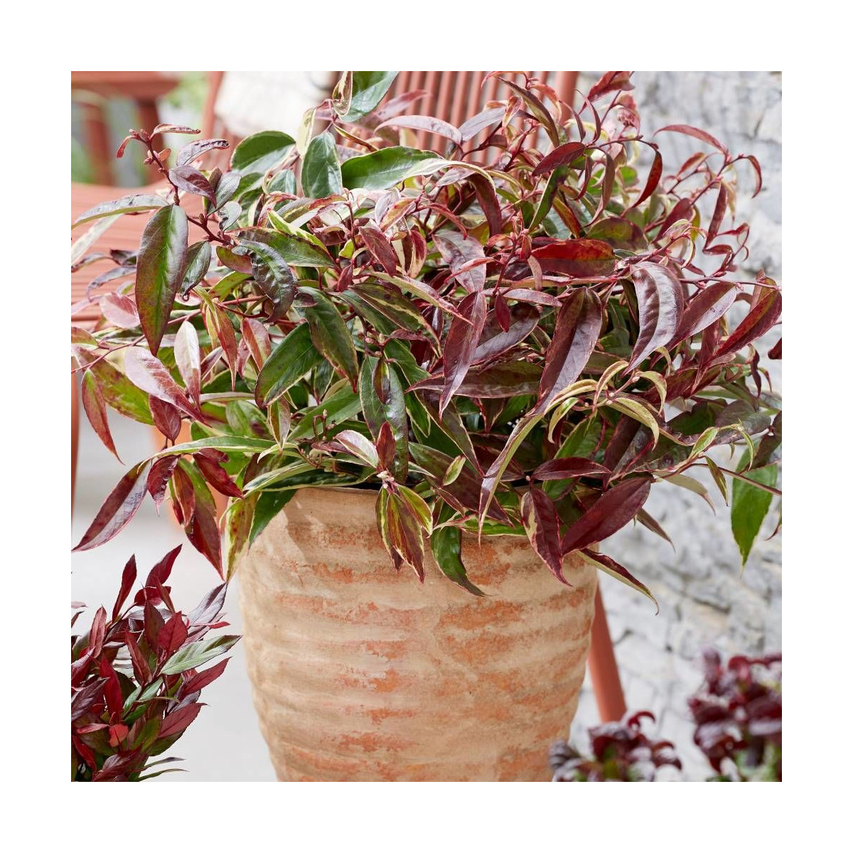 Leucothoe White Wather®, Fleur de perle