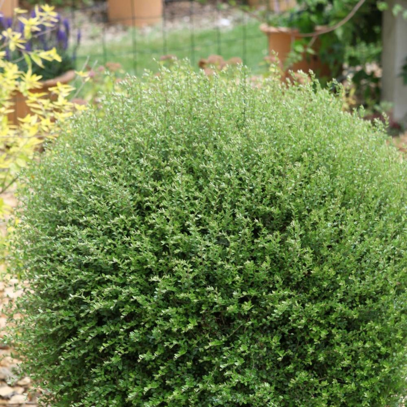 Chèvrefeuille arbustif Scoop, Lonicera à feuilles de buis