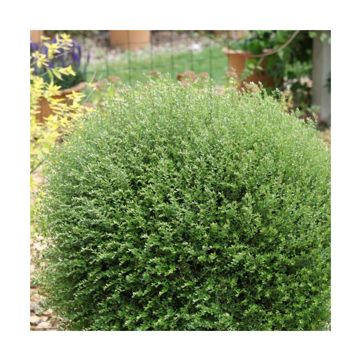 Chèvrefeuille arbustif Scoop, Lonicera à feuilles de buis Chèvrefeuille arbustif Scoop, Lonicera à feuilles de buis